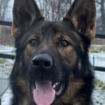 Elite Family and Personal Protection Dog-ROCKY