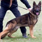 Elite Family and Personal Protection Dog-ROCKY