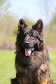 Family and Personal Protection Dog MARCO