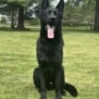 Elite Family and Personal Protection Dog-SHERIFF