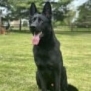 Elite Family and Personal Protection Dog-SHERIFF