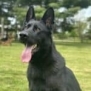 Elite Family and Personal Protection Dog-SHERIFF