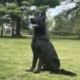 Elite Family and Personal Protection Dog-SHERIFF