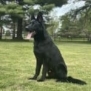 Elite Family and Personal Protection Dog-SHERIFF