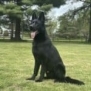 Elite Family and Personal Protection Dog-SHERIFF