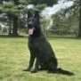 Elite Family and Personal Protection Dog-SHERIFF