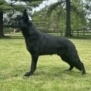 Elite Family and Personal Protection Dog-SHERIFF