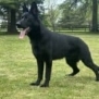 Elite Family and Personal Protection Dog-SHERIFF