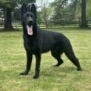 Elite Family and Personal Protection Dog-SHERIFF