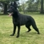 Elite Family and Personal Protection Dog-SHERIFF
