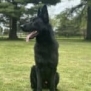 Elite Family and Personal Protection Dog-SHERIFF
