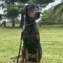 Elite Family and Personal Protection Dog-TEO