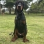 Elite Family and Personal Protection Dog-TEO