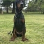Elite Family and Personal Protection Dog-TEO