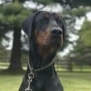 Elite Family and Personal Protection Dog-TEO