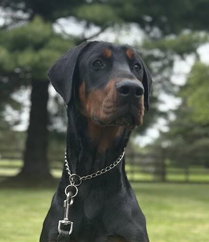 Future Elite Family and Personal Protection Dog-THEO