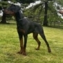 Elite Family and Personal Protection Dog-TEO