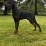 Elite Family and Personal Protection Dog-TEO
