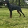 Elite Family and Personal Protection Dog-TEO