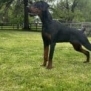 Elite Family and Personal Protection Dog-TEO