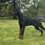 Elite Family and Personal Protection Dog-TEO