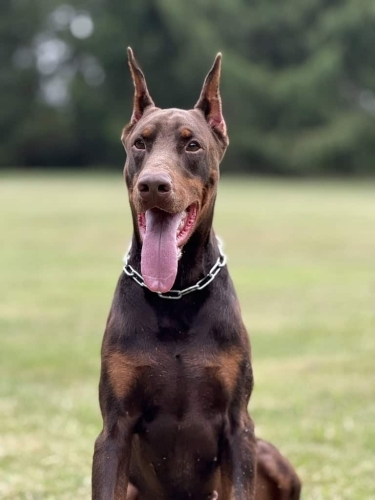 Personal Protection Dog-ODYSSEY-SOLD