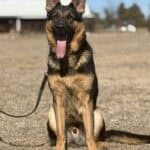 Elite Family and Personal Protection Dog-LUIS