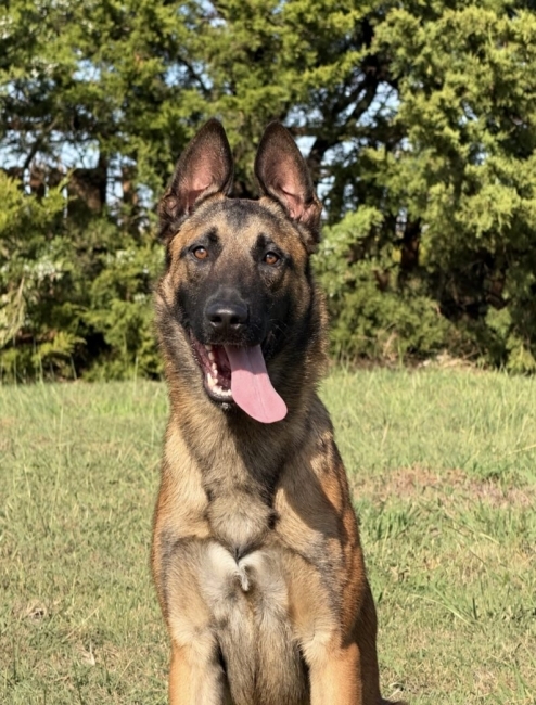 Executive Protection Dog- CAIRO
