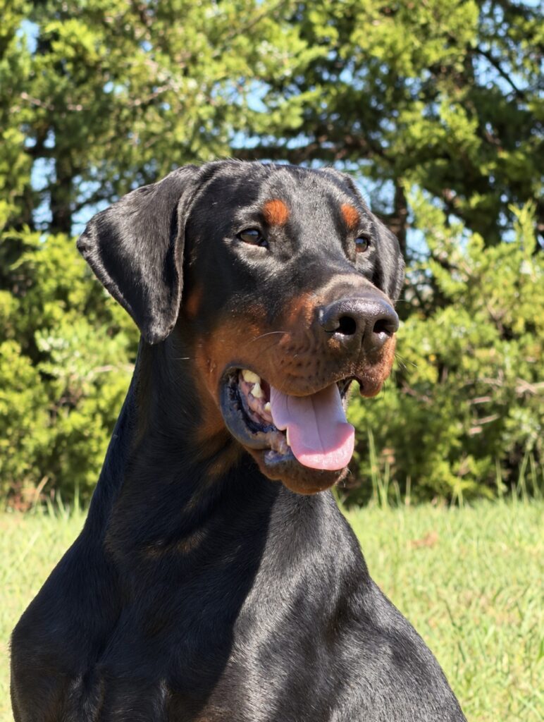 Elite Family Protection Dog-THUNDER