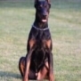 Executive Family and Personal Protection dog Doberman-TITAN