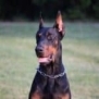 Executive Family and Personal Protection dog Doberman-TITAN
