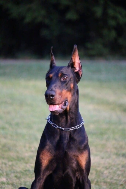 Personal Protection Dog European Doberman-TITAN