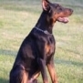 Executive Family and Personal Protection dog Doberman-TITAN