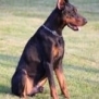 Executive Family and Personal Protection dog Doberman-TITAN