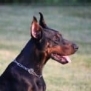 Executive Family and Personal Protection dog Doberman-TITAN