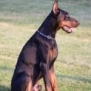 Executive Family and Personal Protection dog Doberman-TITAN