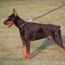 Executive Family and Personal Protection dog Doberman-TITAN
