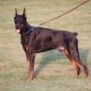 Executive Family and Personal Protection dog Doberman-TITAN