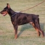 Executive Family and Personal Protection dog Doberman-TITAN