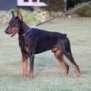 Executive Family and Personal Protection dog Doberman-TITAN