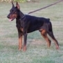 Executive Family and Personal Protection dog Doberman-TITAN