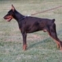 Executive Family and Personal Protection Doberman-TITAN