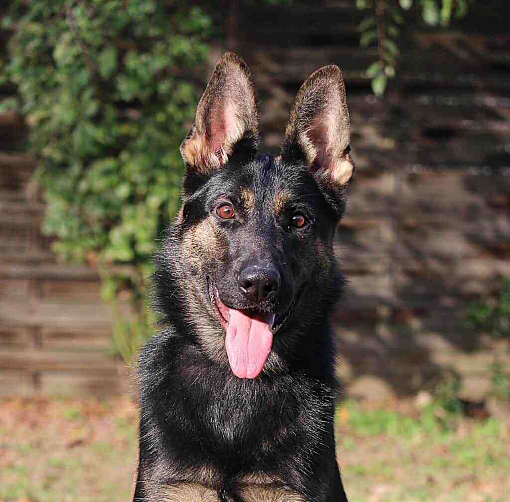 Family and Personal Protection Dog-Grace
