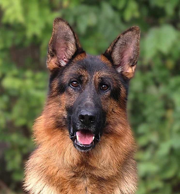 Family and Personal Protection Dog-REX