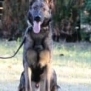 Family and Personal Protection Dog- MAX