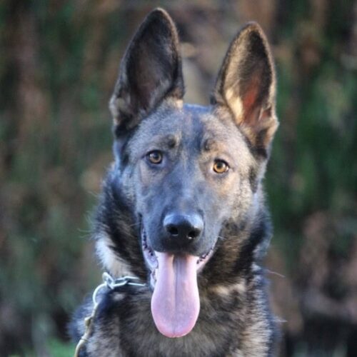 Family and Personal Protection Dog- MAX