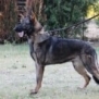 Family and Personal Protection Dog- MAX