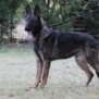 Family and Personal Protection Dog- MAX