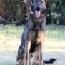 Family and Personal Protection Dog- MAX