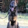 Family and Personal Protection Dog- MAX